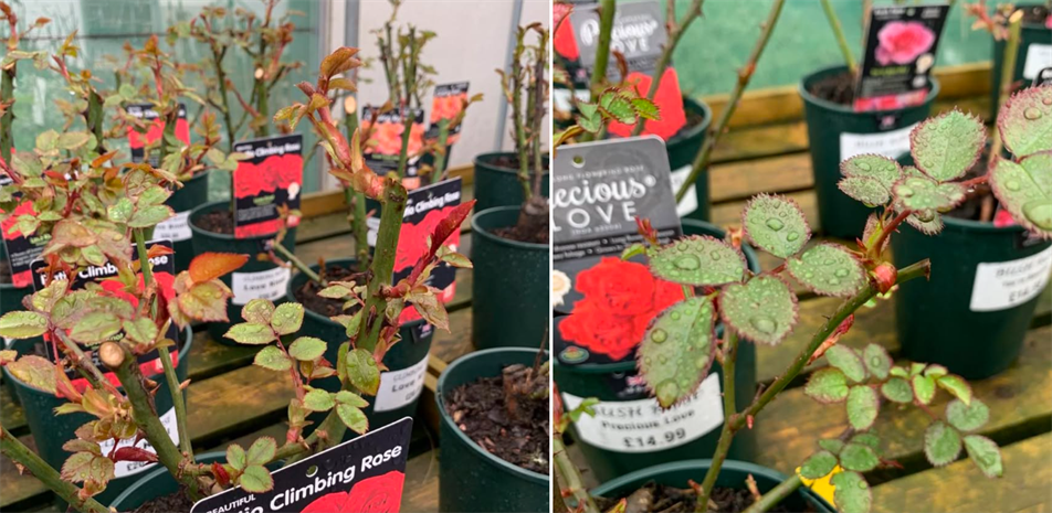 Chestnut Nursery